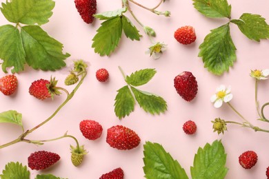 Many fresh wild strawberries, flowers and leaves on pink background, flat lay