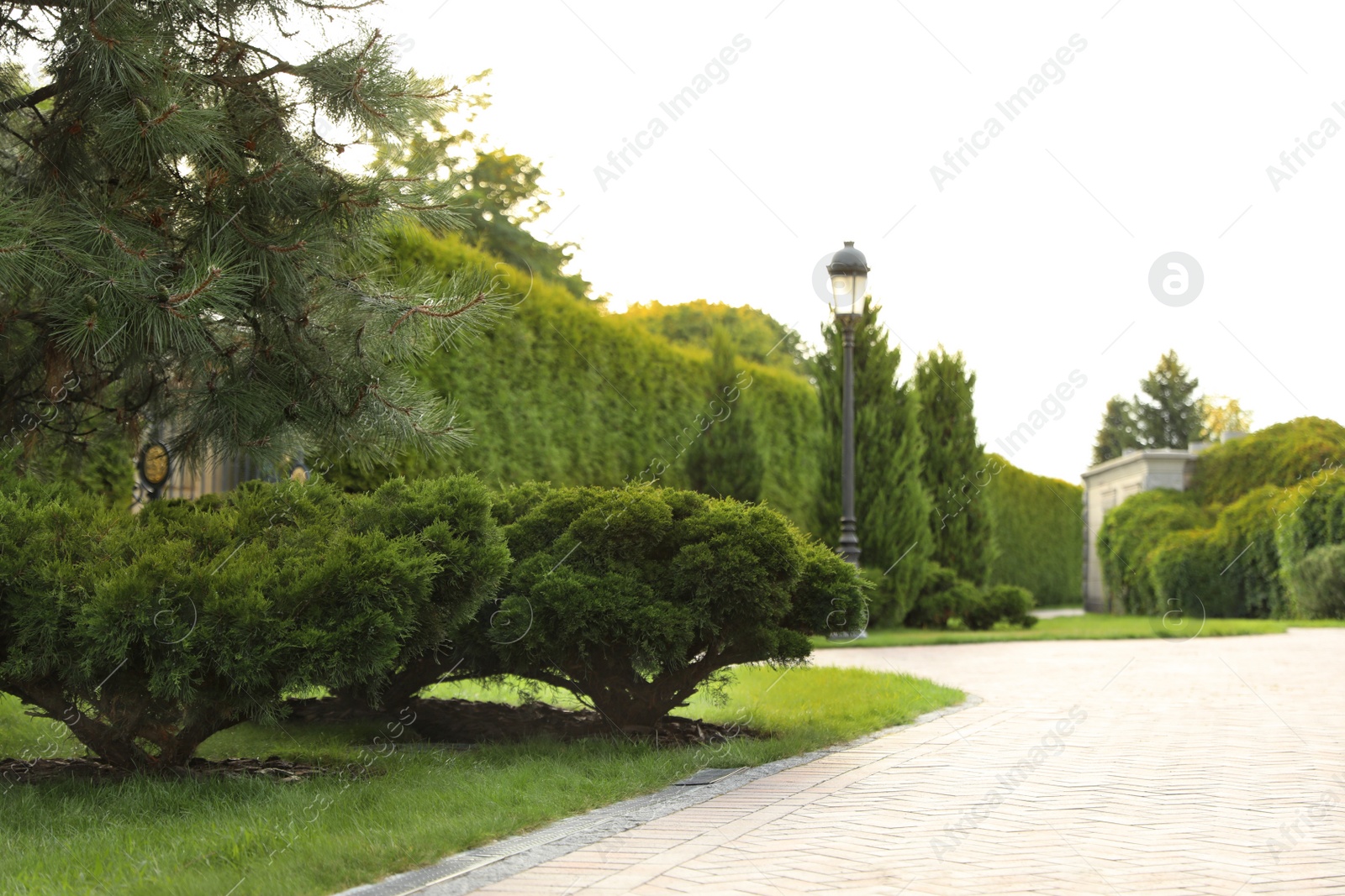 Photo of Picturesque landscape with brick path on sunny day. Gardening idea