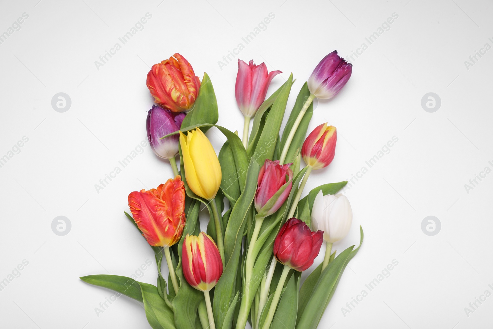 Photo of Beautiful colorful tulip flowers on white background, top view