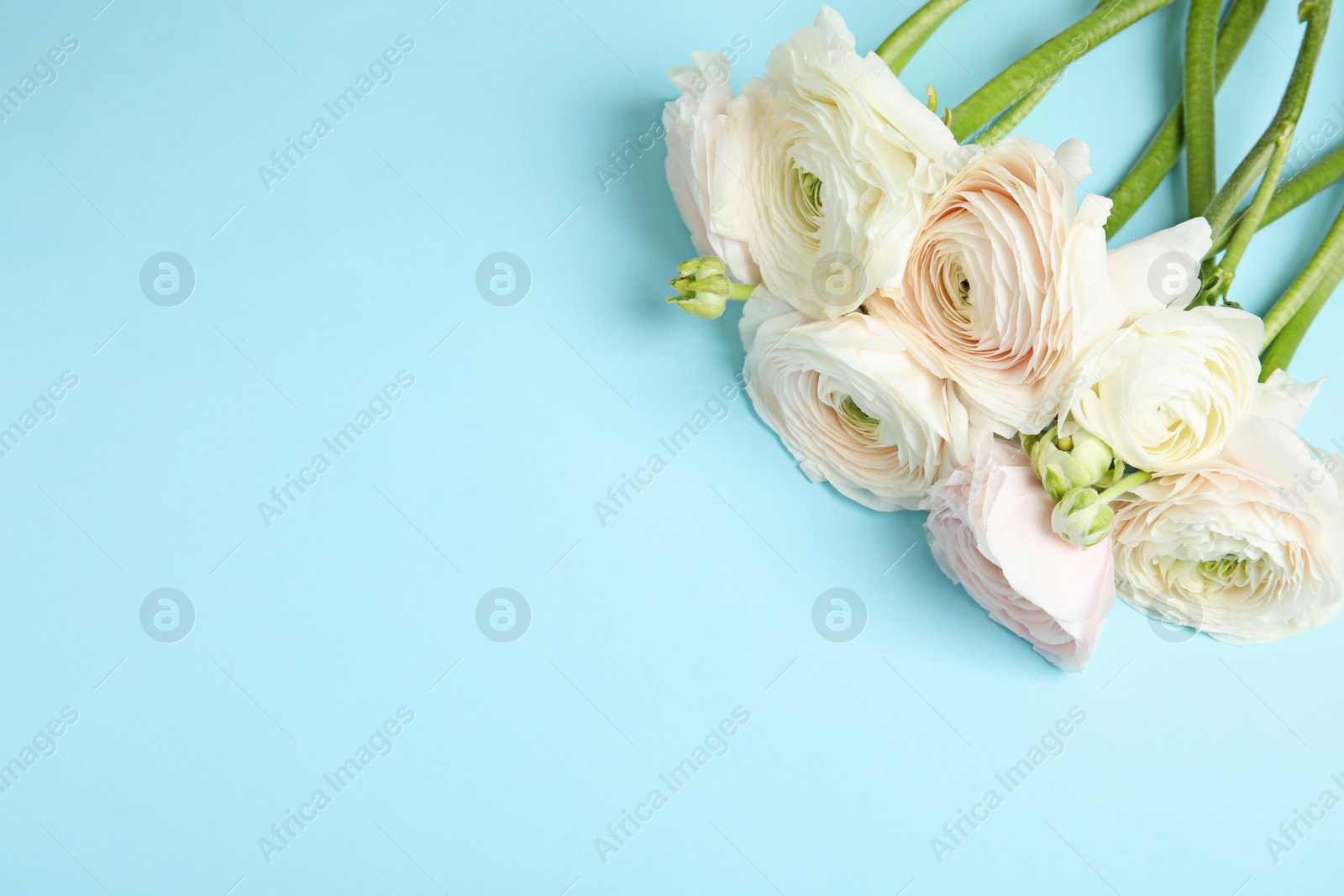 Photo of Ranunculus flowers and space for text on color background, above view