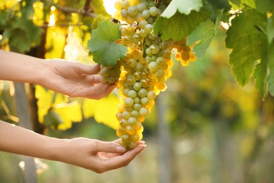 Photo of Woman picking fresh ripe juicy grapes in vineyard, closeup