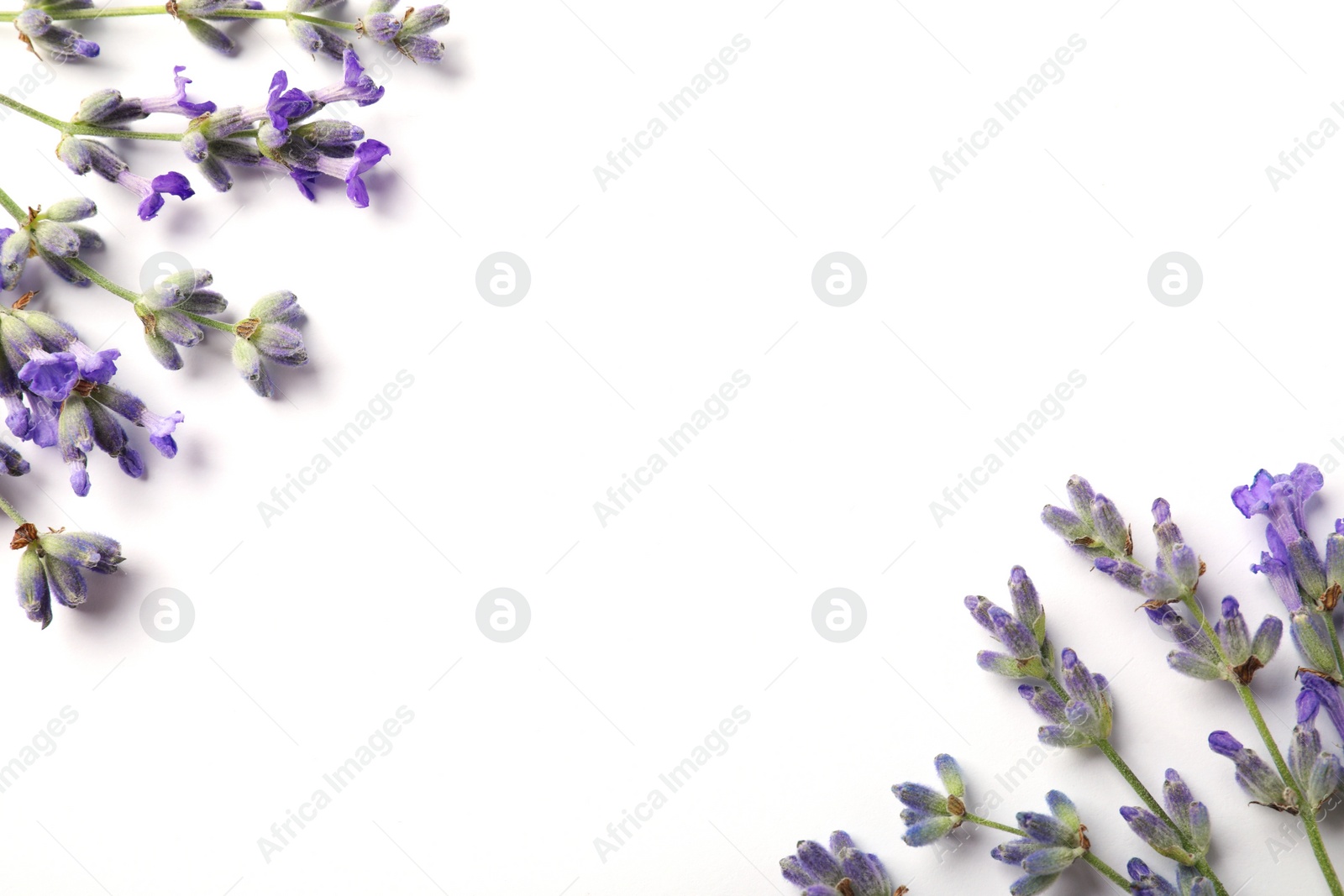 Photo of Beautiful aromatic lavender flowers on white background, flat lay. Space for text