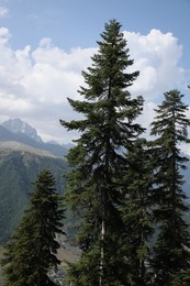 Photo of Beautiful mountain landscape with spruce trees on sunny day