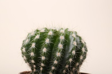 Beautiful green cactus on white background, closeup. Tropical plant