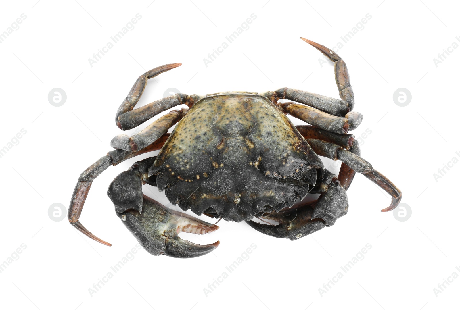 Photo of One fresh raw crab isolated on white, top view