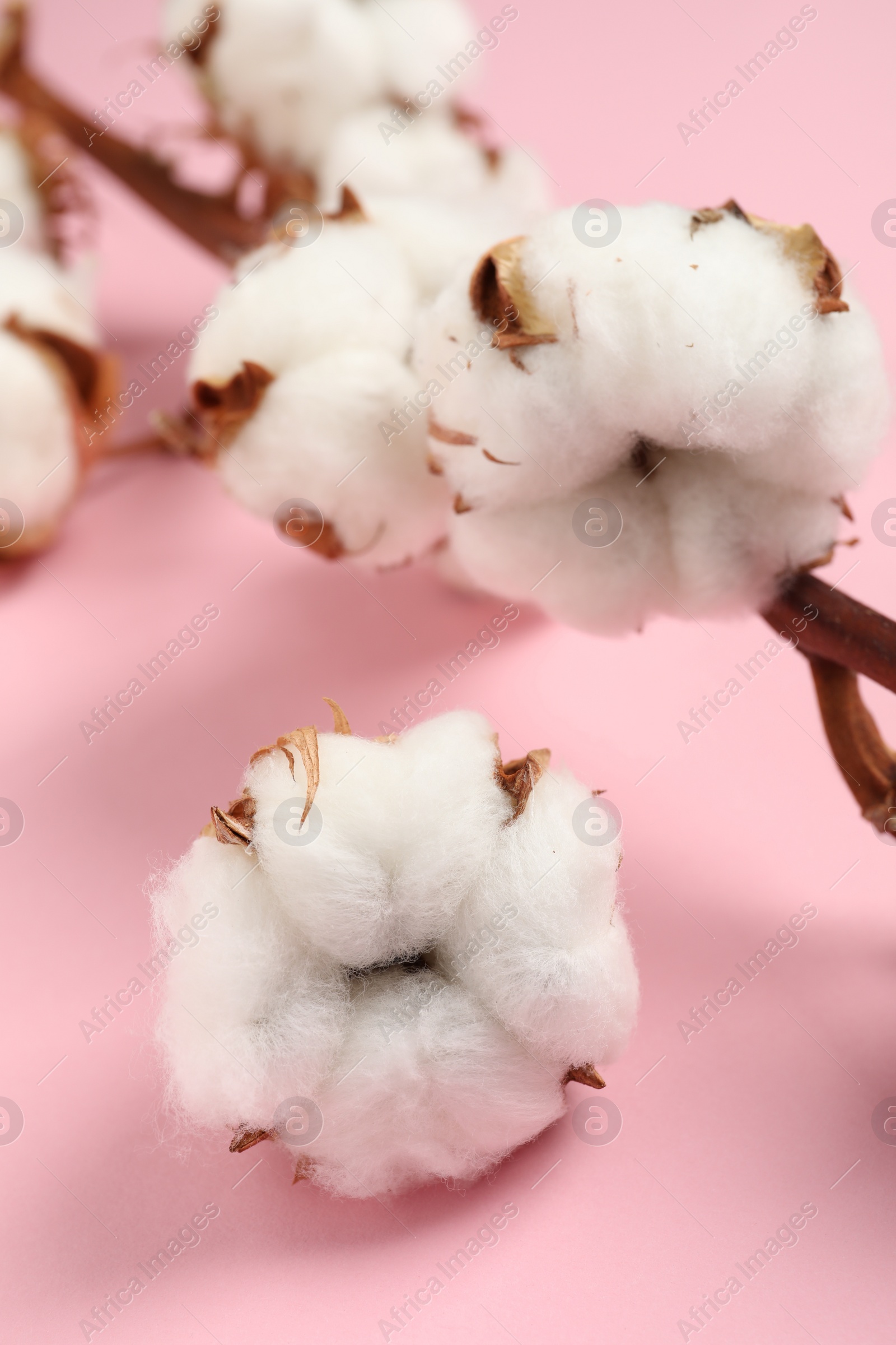 Photo of Beautiful cotton fluffy flowers on pink background, closeup