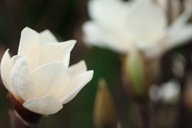 Photo of Beautiful blooming flower of magnolia tree on blurred background, closeup. Space for text