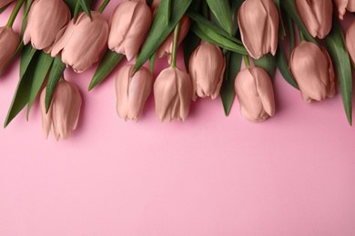 Image of Beautiful rose gold tulips on pink background, flat lay. Space for text