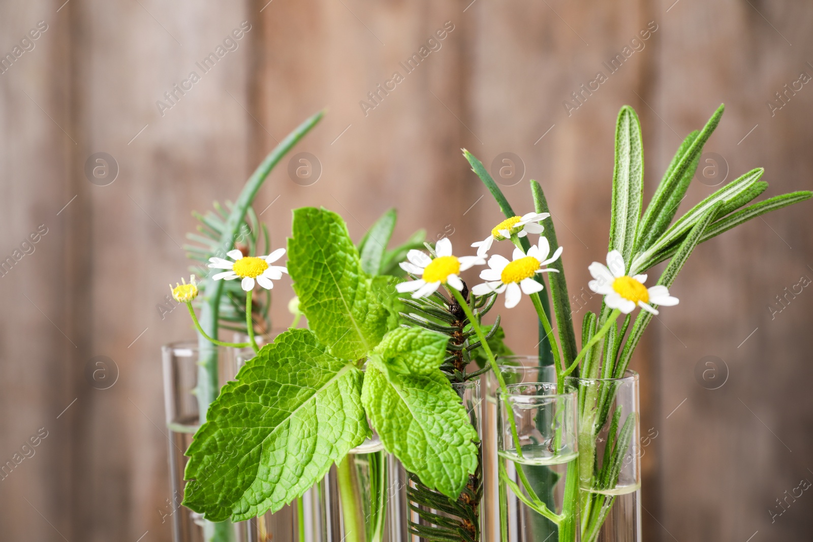Photo of Test tubes of different essential oils with plants against blurred background, closeup
