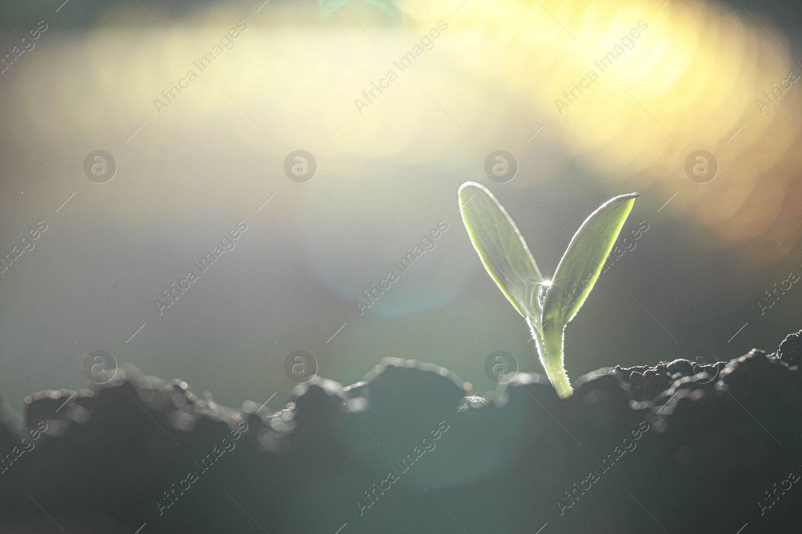 Photo of Young vegetable seedling growing in soil outdoors, space for text