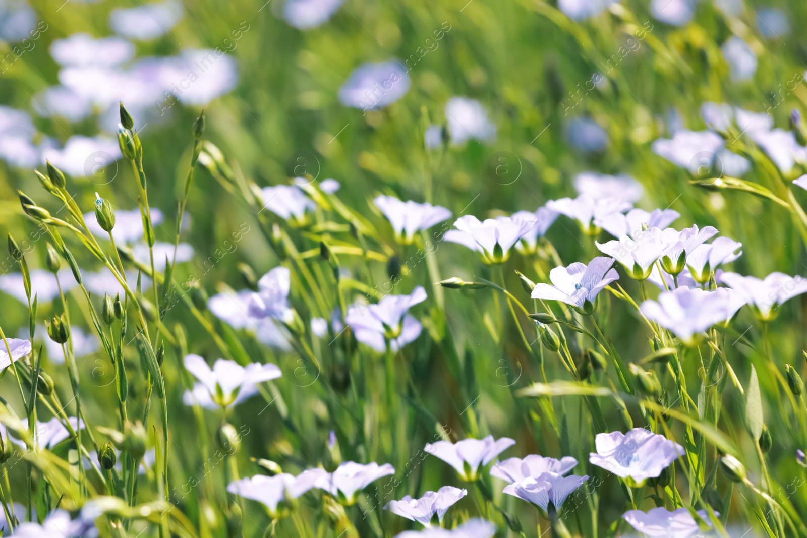 Photo of Closeup view of beautiful blooming flax field