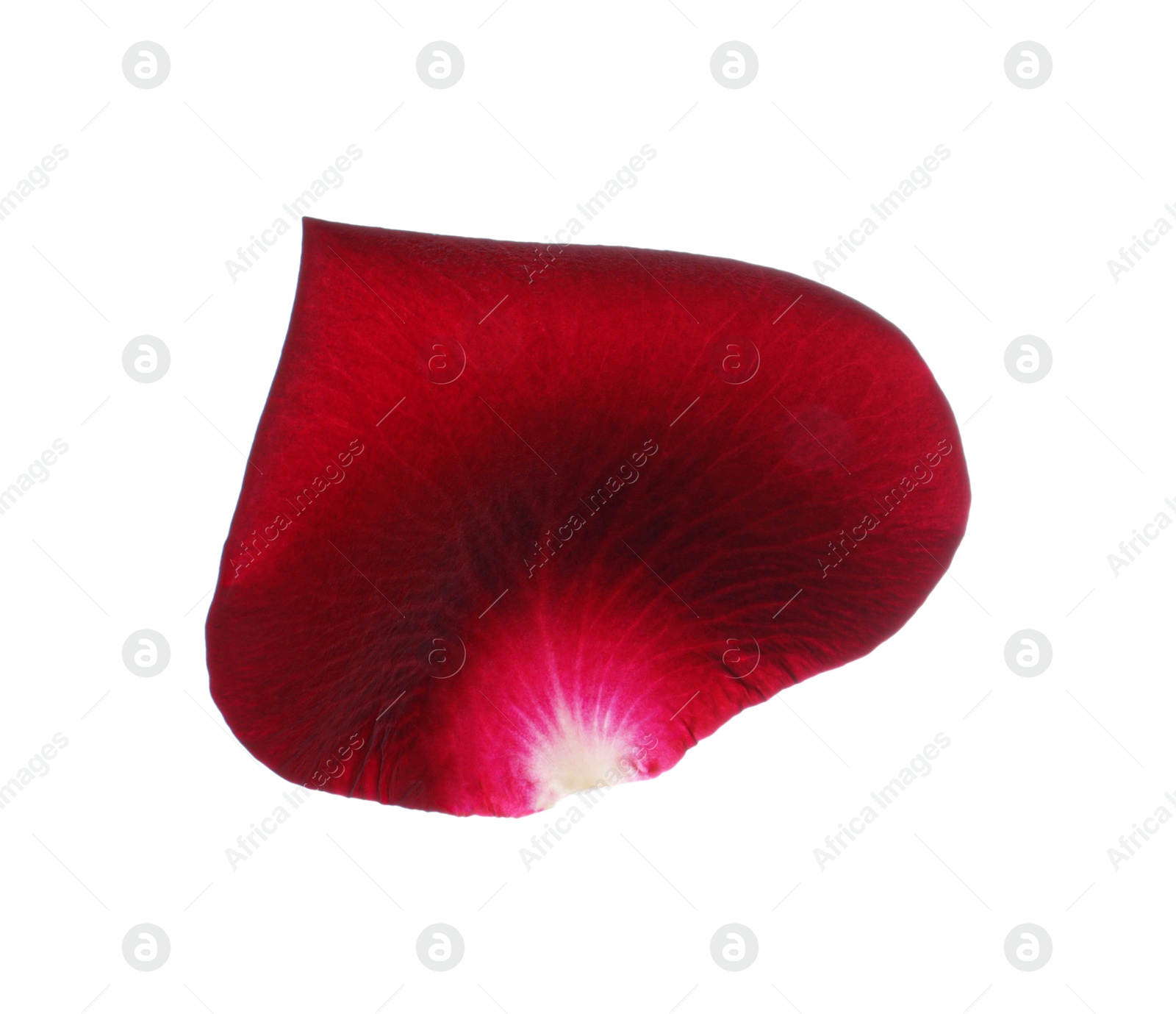 Photo of Red rose flower petal on white background