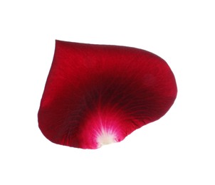 Photo of Red rose flower petal on white background