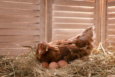 Photo of Beautiful chicken with eggs on hay in henhouse