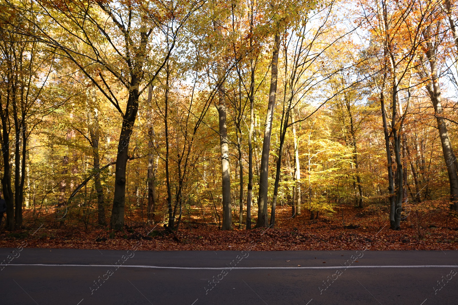 Photo of Beautiful view of asphalt road going through autumn forest