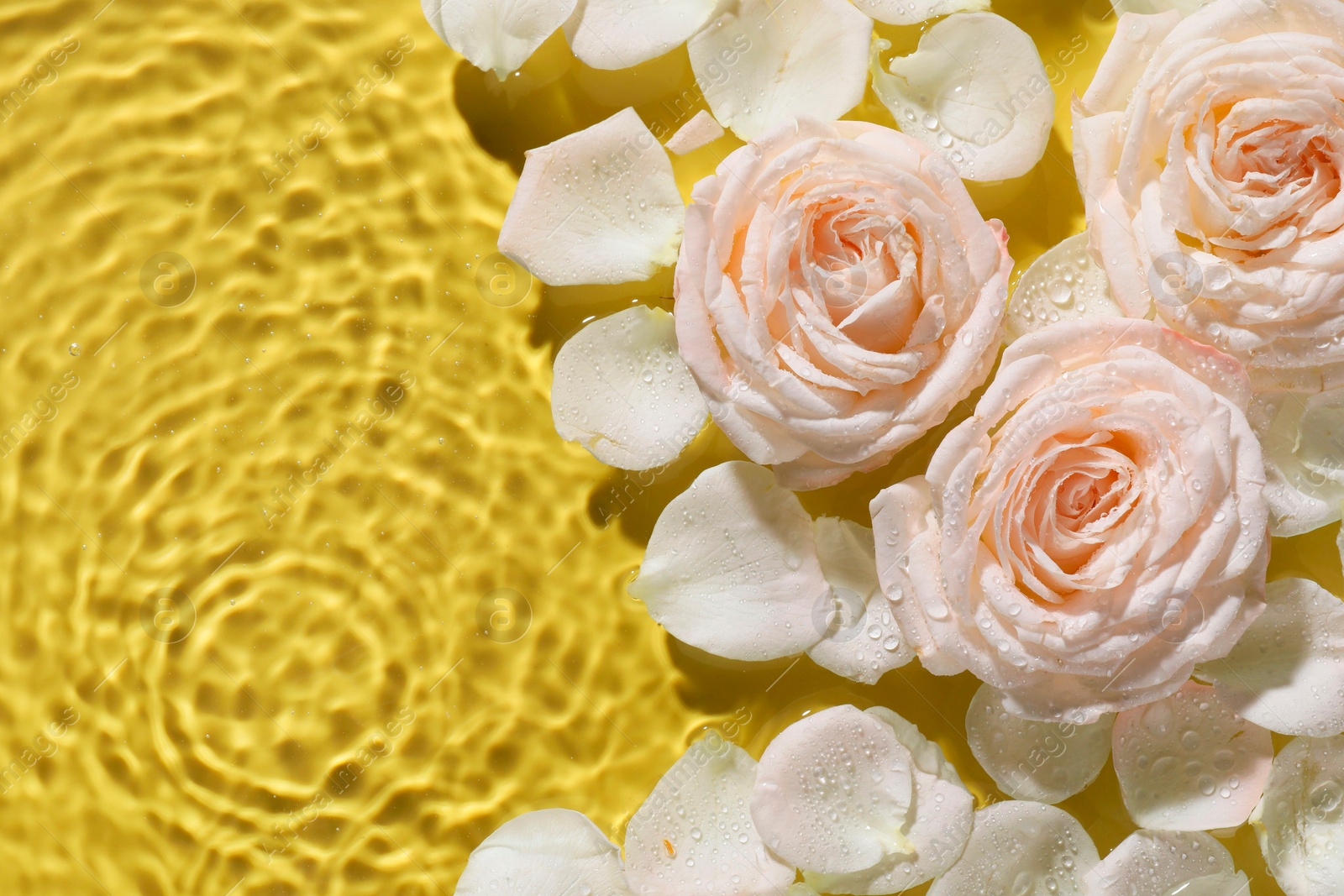 Photo of Beautiful roses and petals in water on pale yellow background, top view. Space for text