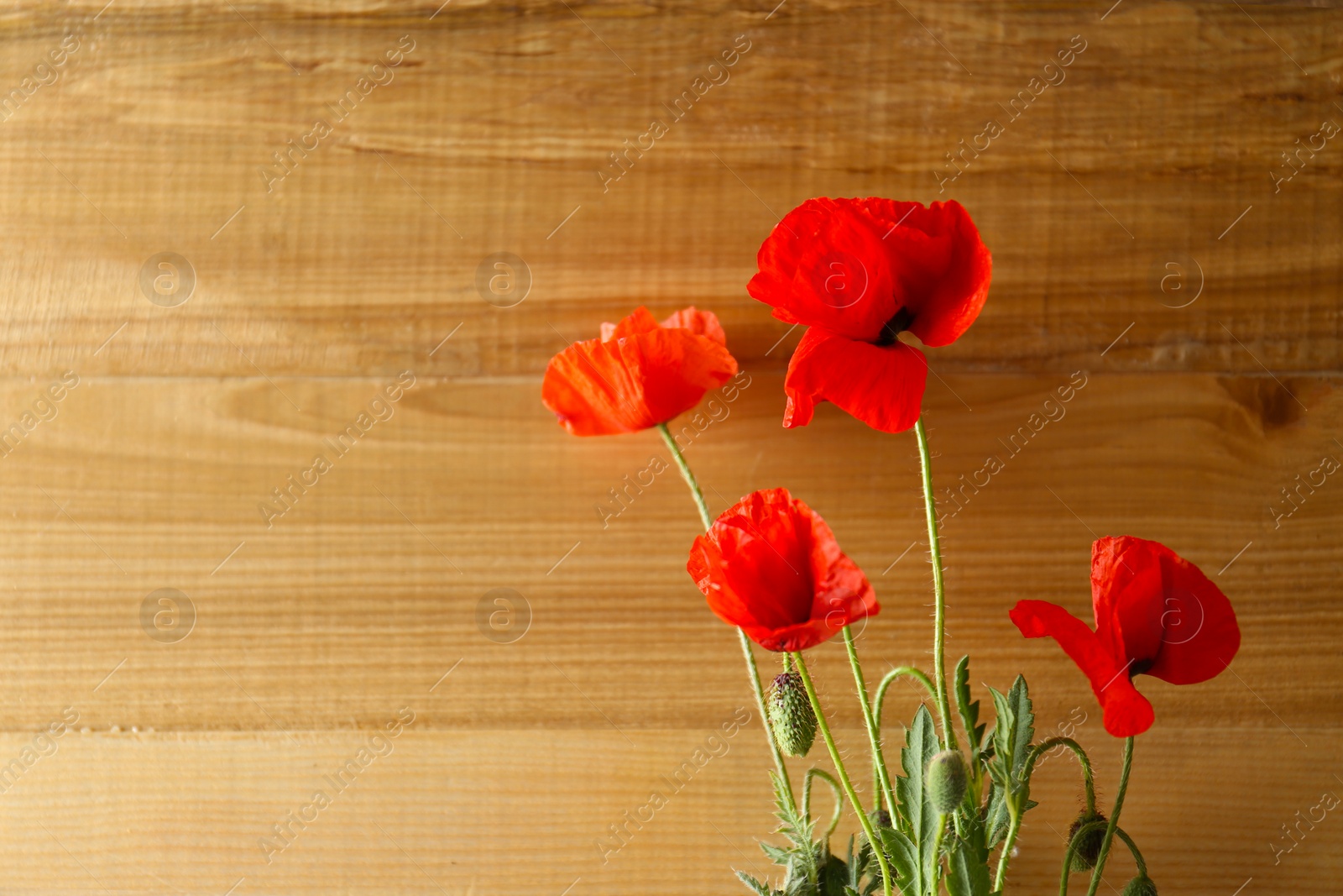 Photo of Beautiful red poppy flowers on wooden background. Space for text