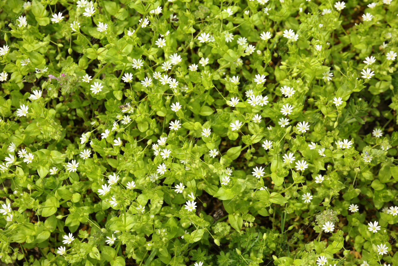 Photo of Beautiful white flowers on spring day