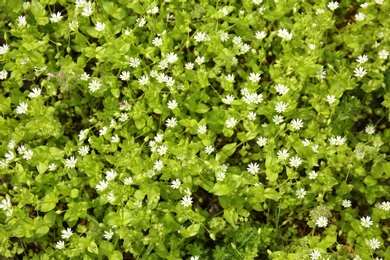 Beautiful white flowers on spring day