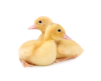 Baby animals. Cute fluffy ducklings on white background