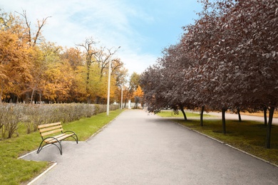 Photo of Picturesque viewpark with beautiful trees. Autumn season