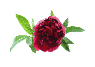 Beautiful red peony with leaves isolated on white