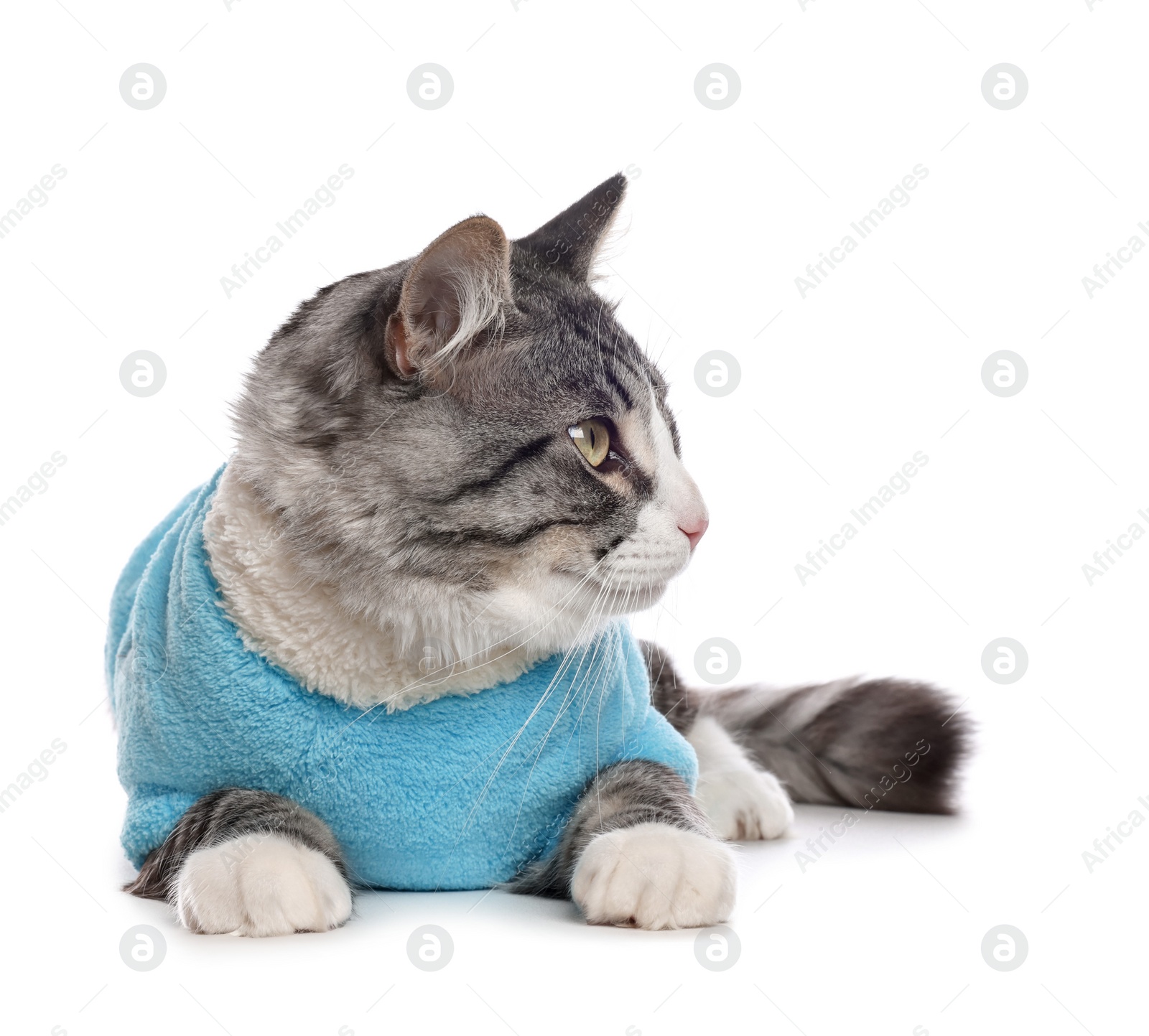 Photo of Cute cat wearing stylish pet clothes on white background