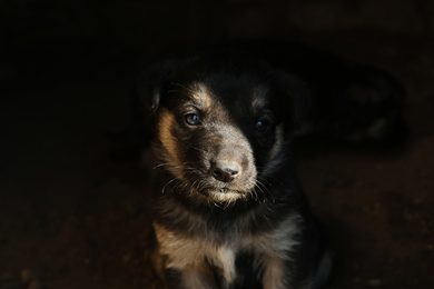 Photo of Furry black stray puppy outdoors, closeup. Baby animal