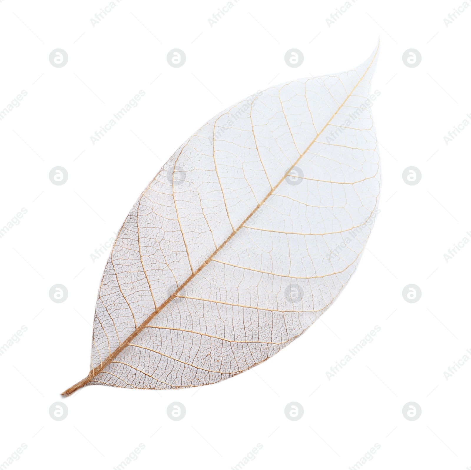 Photo of Beautiful decorative skeleton leaf on white background