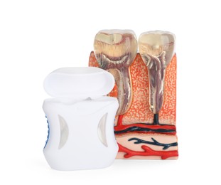 Photo of Educational model of jaw section with teeth and dental floss on white background