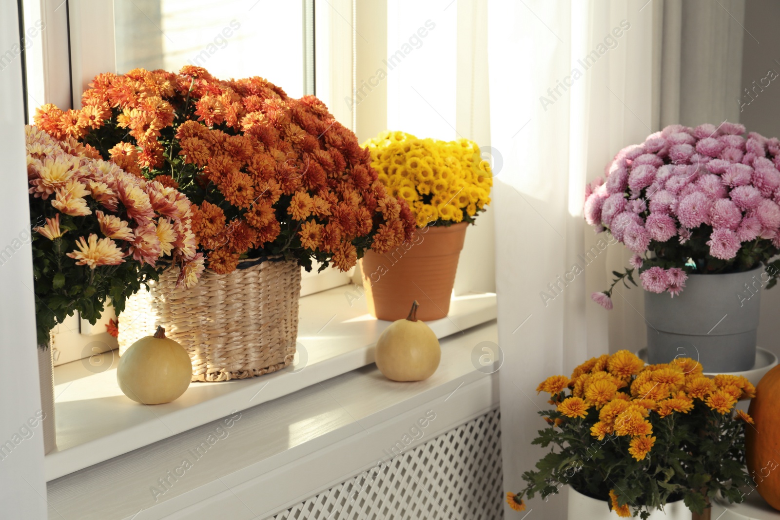 Photo of Beautiful potted chrysanthemum flowers and pumpkins in room