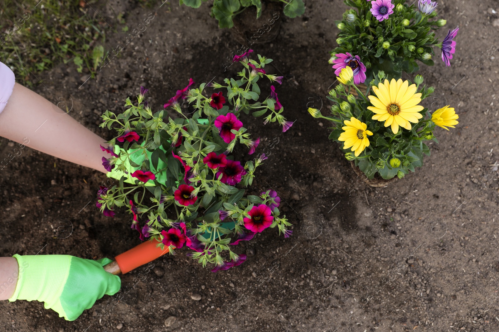 Photo of Woman in gardening gloves planting beautiful blooming flowers outdoors, above view