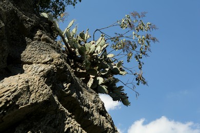 Photo of Prickly pear cactus growing on steep slope outdoors, low angle view