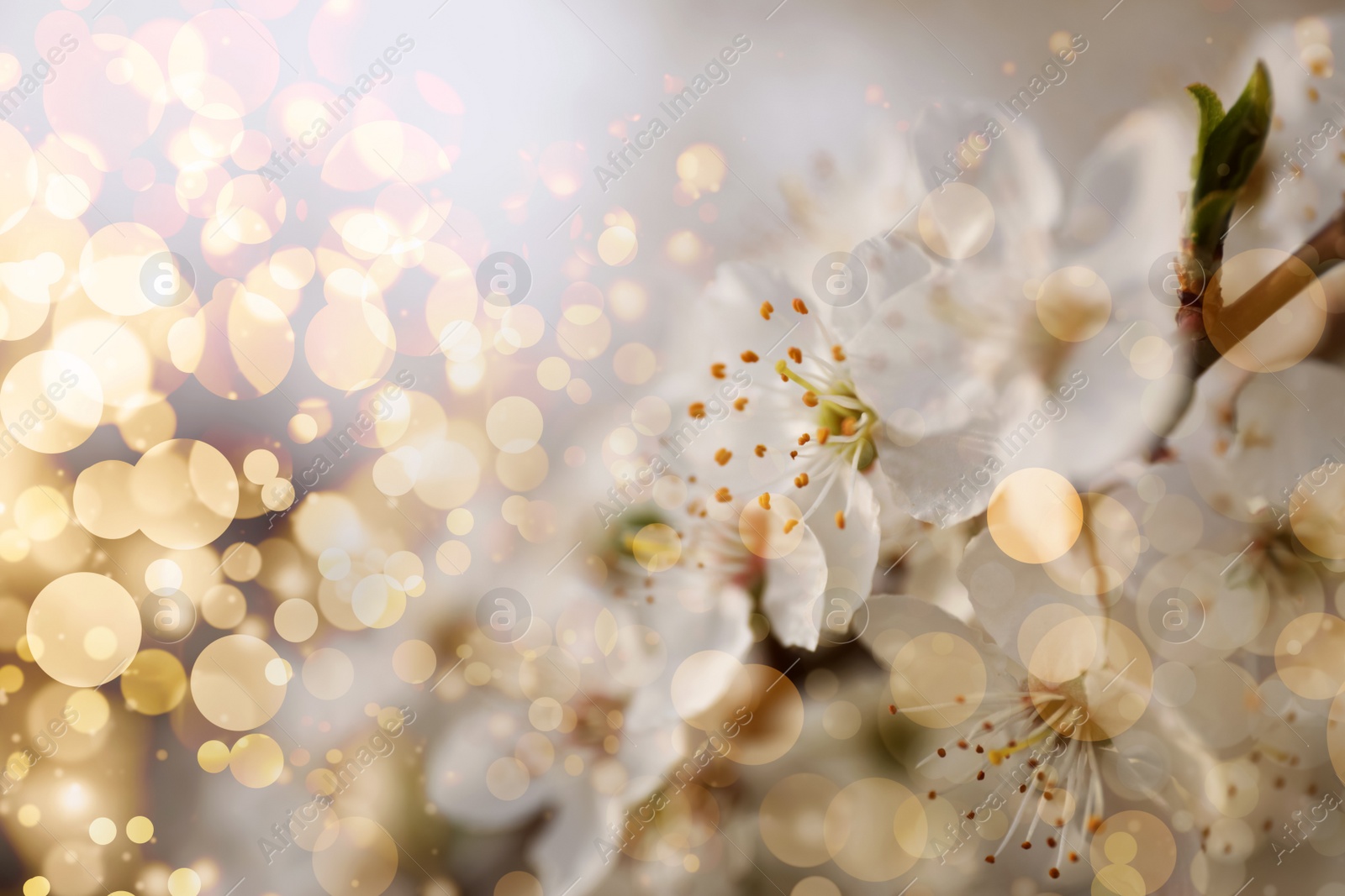 Image of Closeup view of blossoming tree outdoors on spring day