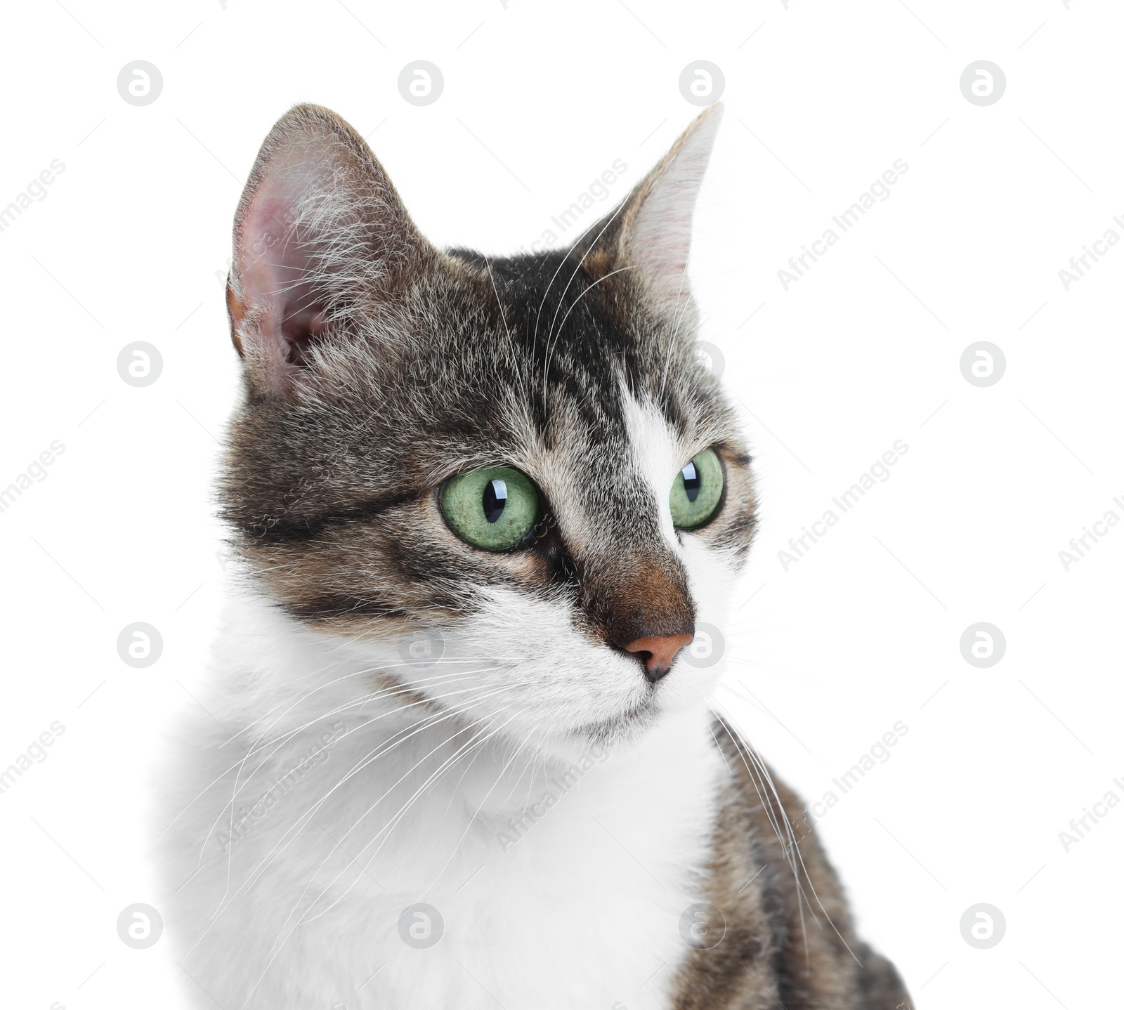 Photo of Portrait of cute cat on white background. Lovely pet