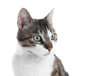 Photo of Portrait of cute cat on white background. Lovely pet