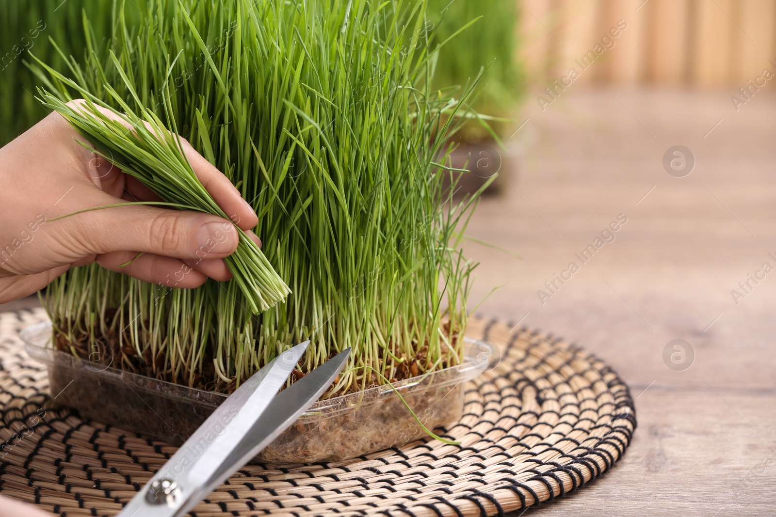 Photo of Woman cutting sprouted wheat grass with scissors at table, closeup. Space for text