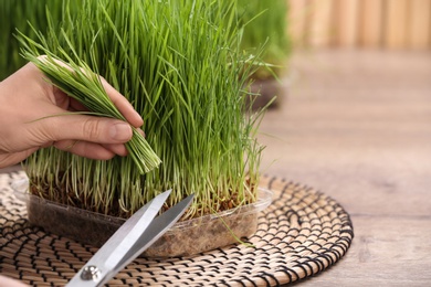 Woman cutting sprouted wheat grass with scissors at table, closeup. Space for text