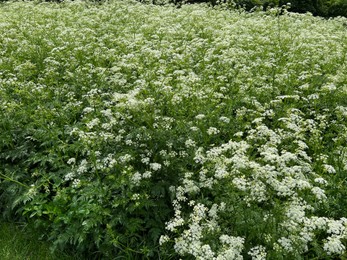 Beautiful hemlock plants with white flower outdoors