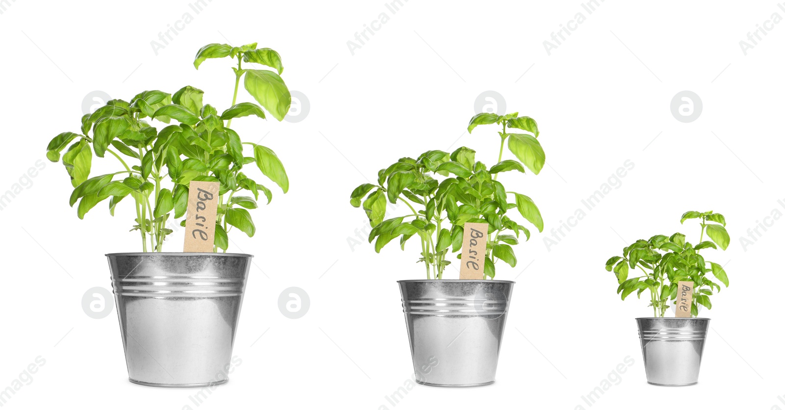 Image of Basil growing in pots isolated on white, different sizes