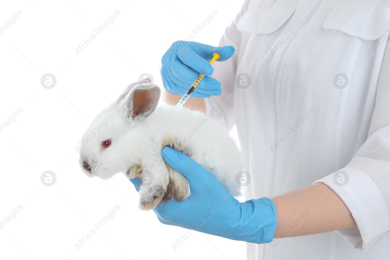 Photo of Scientist with syringe and rabbit on white background, closeup. Animal testing concept