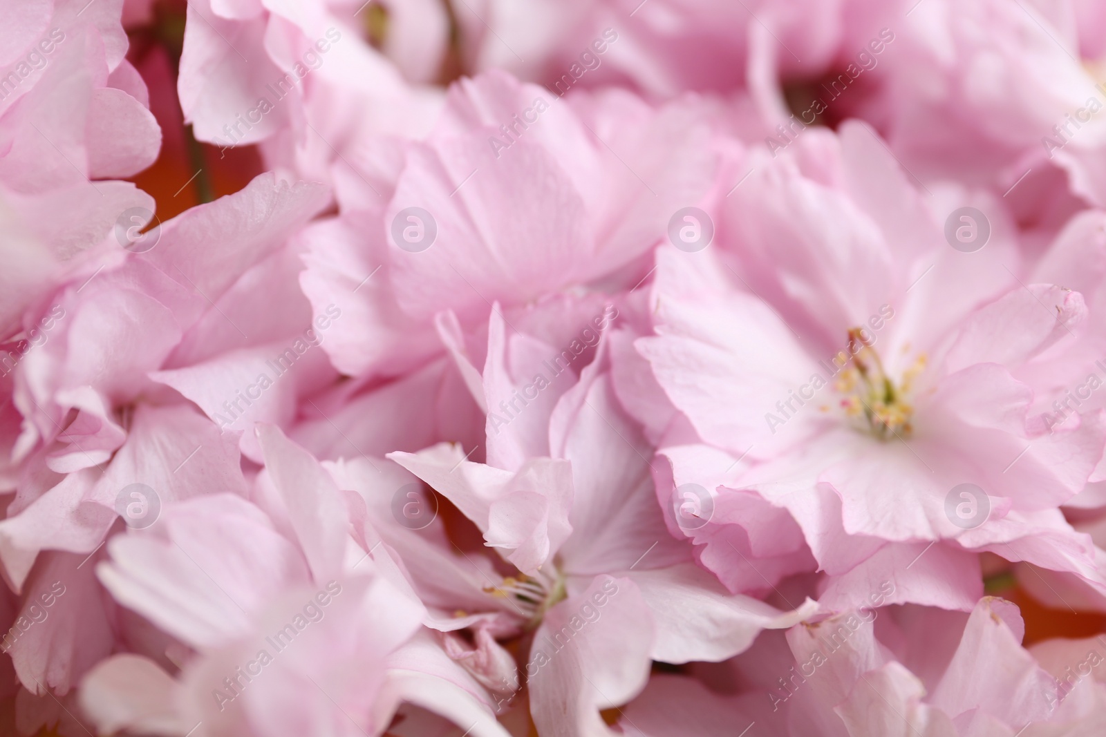 Photo of Beautiful sakura blossom as background, closeup. Japanese cherry