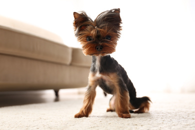Photo of Cute Yorkshire terrier at home. Lovely dog