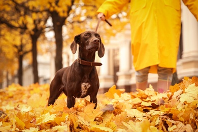 Photo of Woman with cute German Shorthaired Pointer in park on autumn day