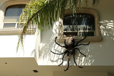 Photo of Big creepy spider hanging from window of apartment. Halloween decor
