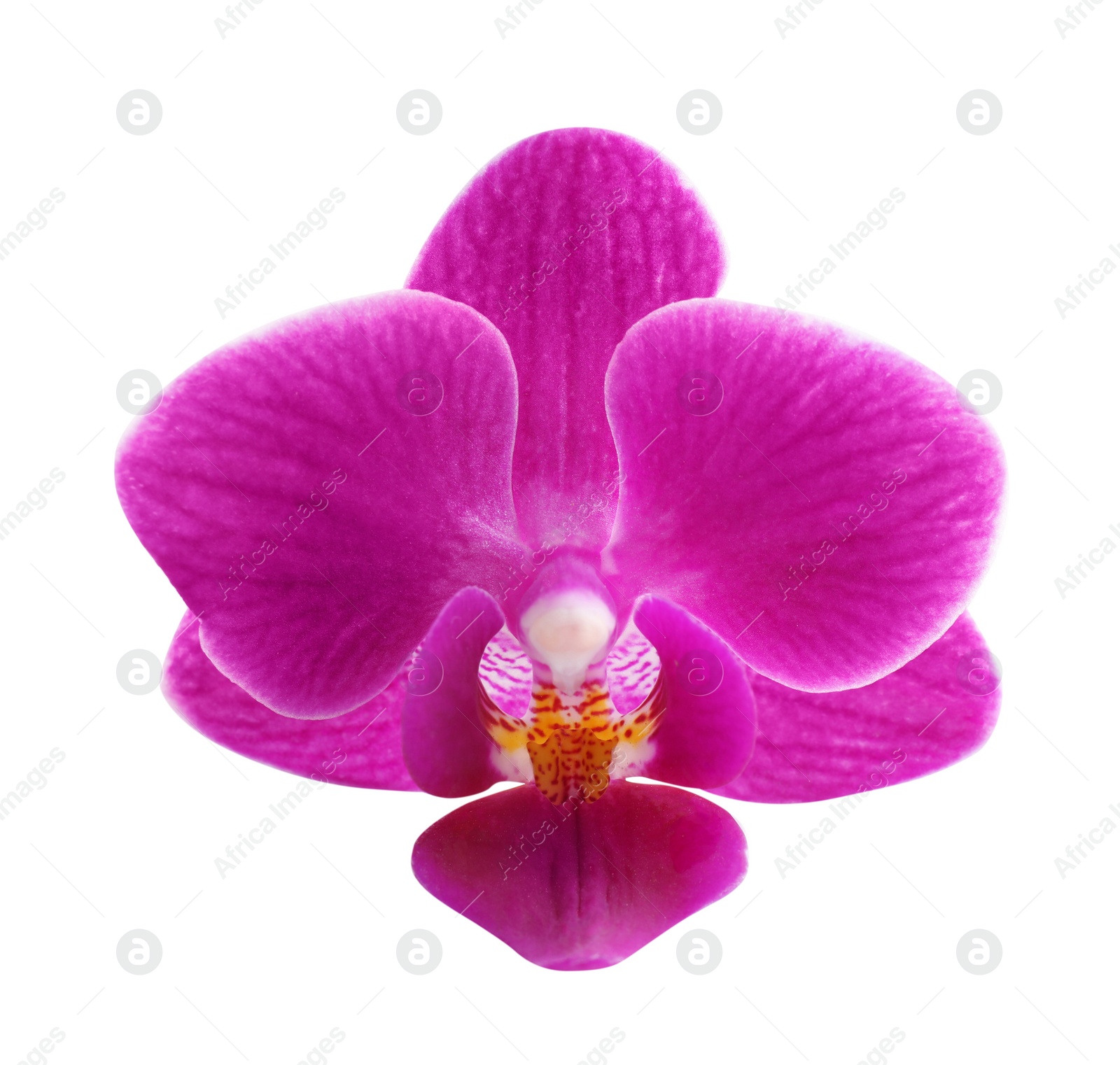 Photo of Beautiful pink orchid flower on white background