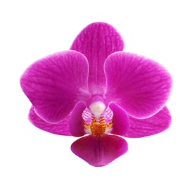 Photo of Beautiful pink orchid flower on white background