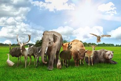 Image of Many different animals on green grass under blue sky