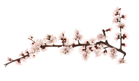 Photo of Beautiful blossoming apricot tree branch on white background