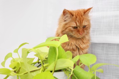 Photo of Adorable cat near green houseplant at home